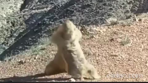 Marmots Fighting to Tango Music