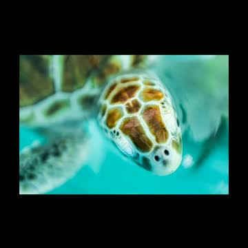 Jamming with Turtles