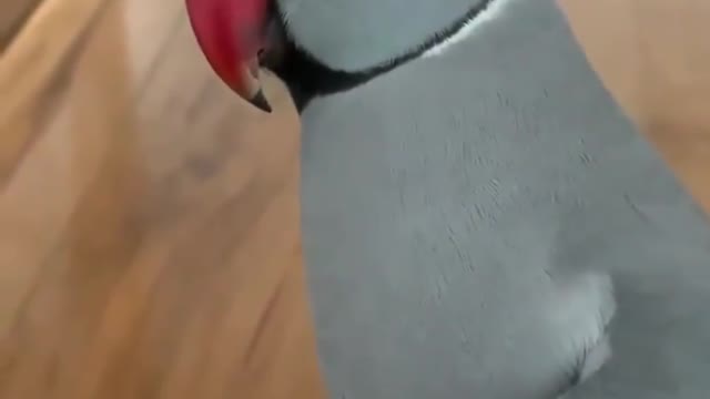 Let's take a look at how proud the parrot is