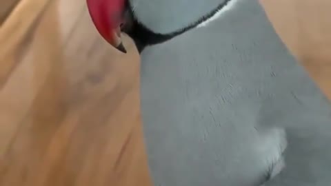 Let's take a look at how proud the parrot is