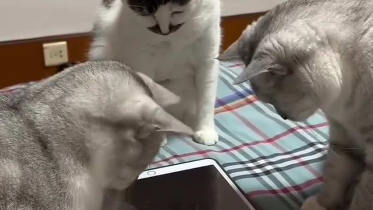 Cats playin with Ipad