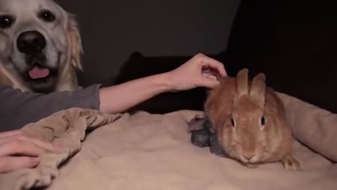 Golden Retriever First Meets Newborn Babу Rabbits