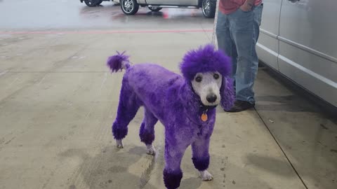 Odd Looking Pooch