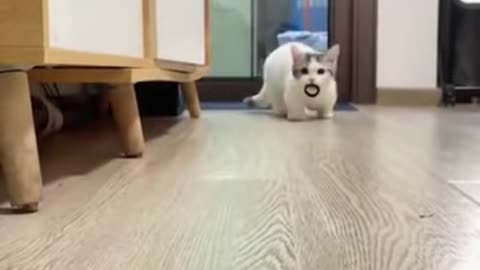 cute cat