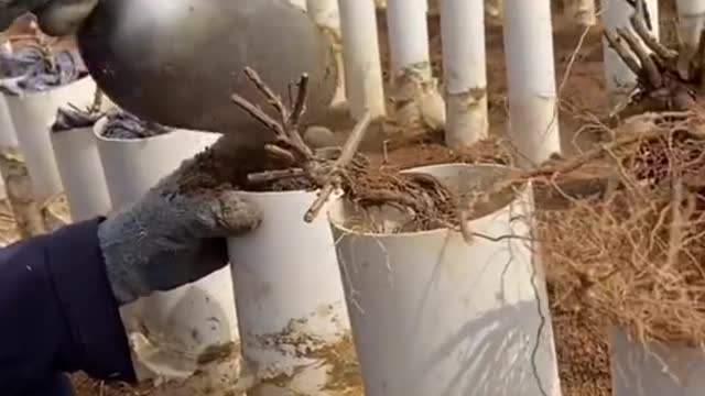 Hãy thử trồng rễ cao nào