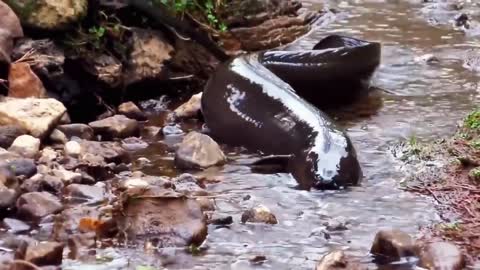 10 Deadliest River Monsters In The World!3