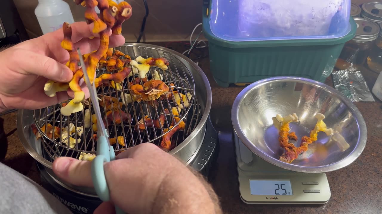 Reishi mushroom first harvest