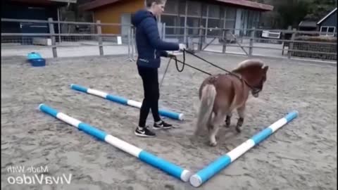Cute And funny horse Videos