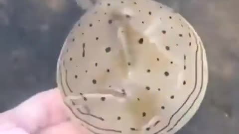 This is a beautiful and charming water-dwelling species