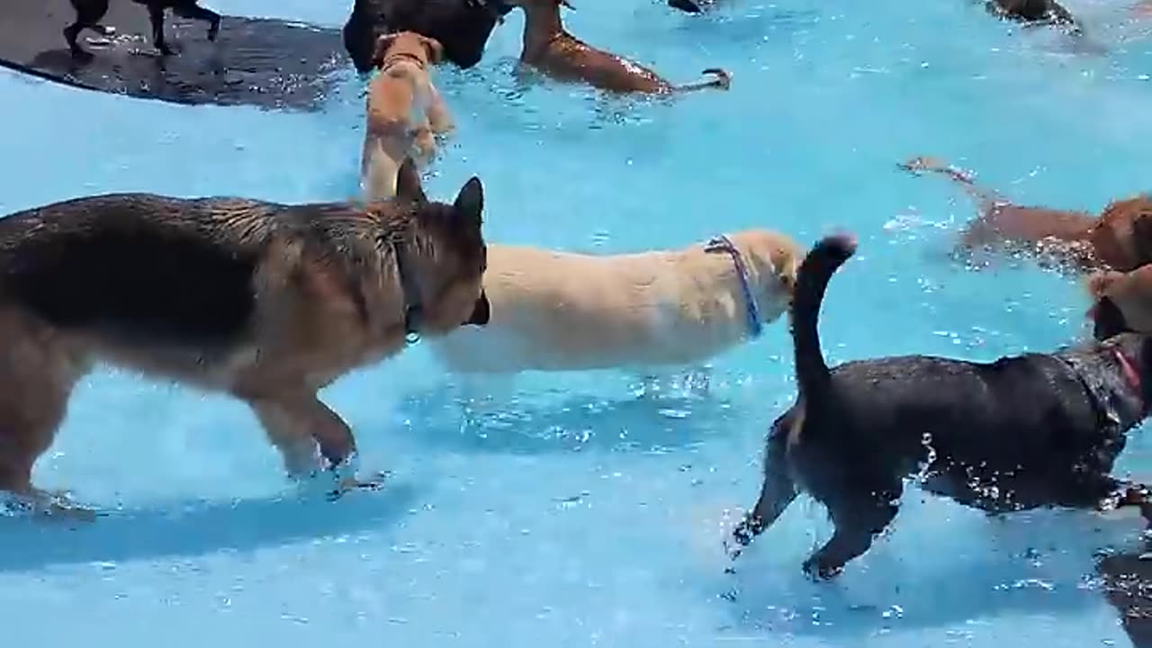 Pool day for the Pups