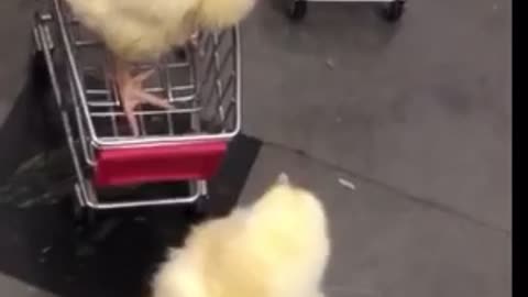 Two little chickens going for shopping 🐔