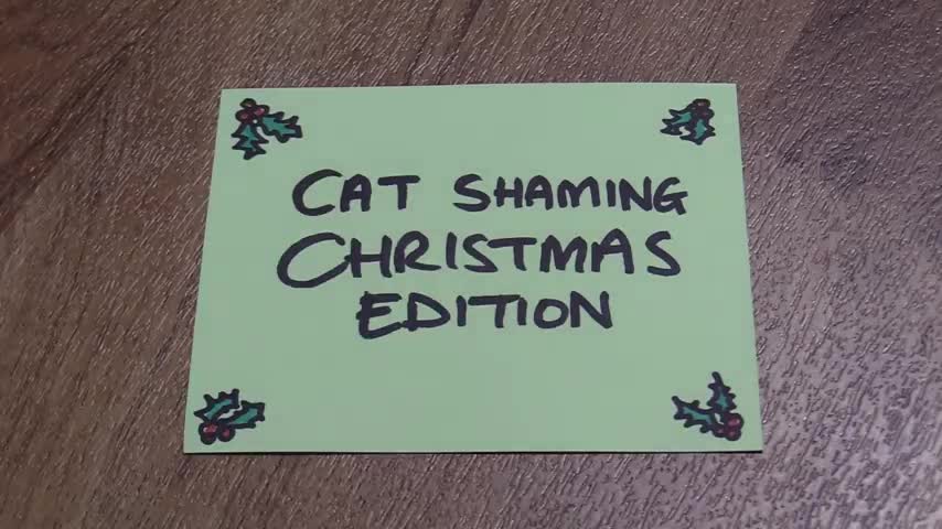 Cat Shaming! - Christmas Edition