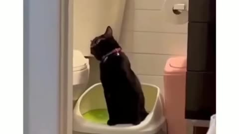 funny animals video