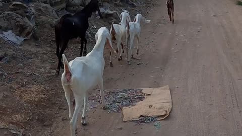 The goats animal Antics show