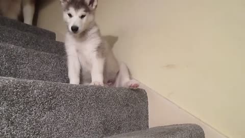 Stubborn Alaskan Malamute Puppy