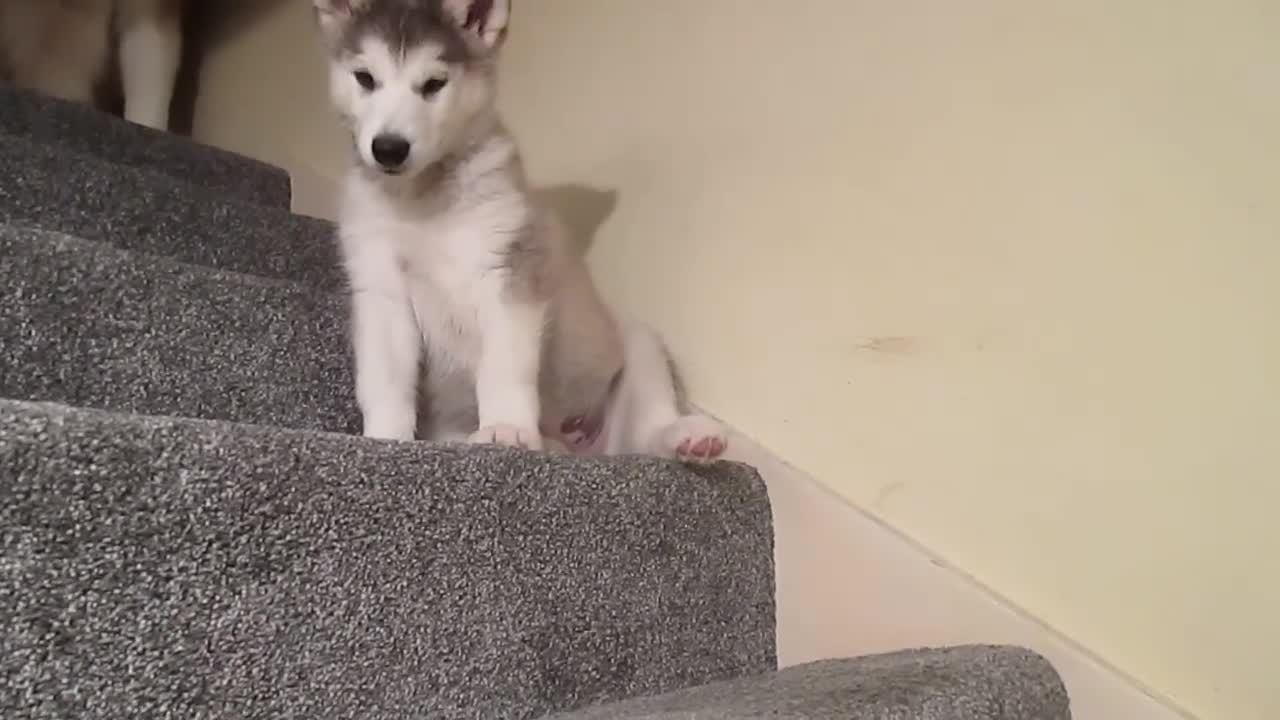 Stubborn Alaskan Malamute Puppy