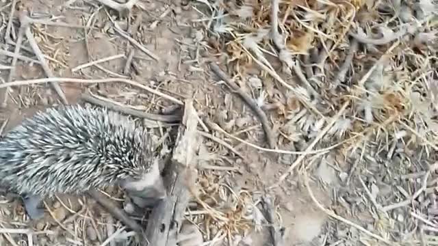 Baby hedgehog is very hungry