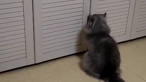 A cat scratching to open the door