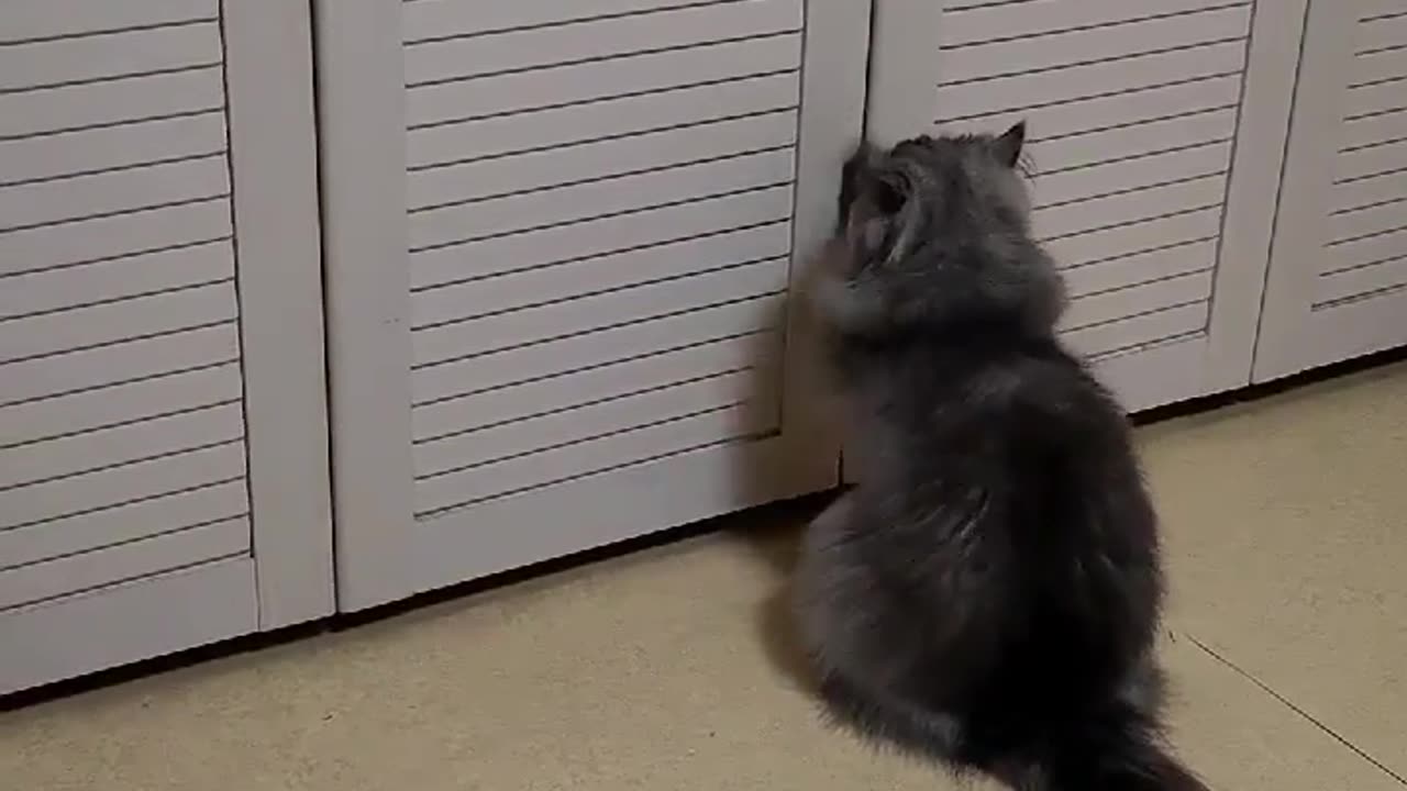 A cat scratching to open the door