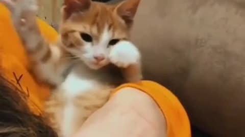 Funny cats and dogs video