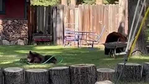 Mama Bear Relaxing While Cub Plays With the Hose