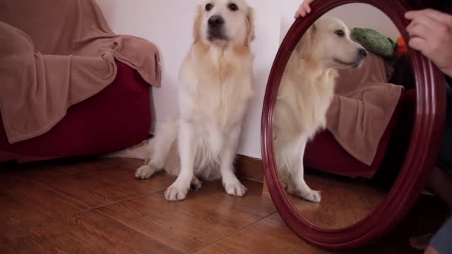 What Does My Dog Do When He Sees Himself in a Mirror