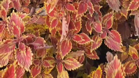 Look at these beautiful flowers