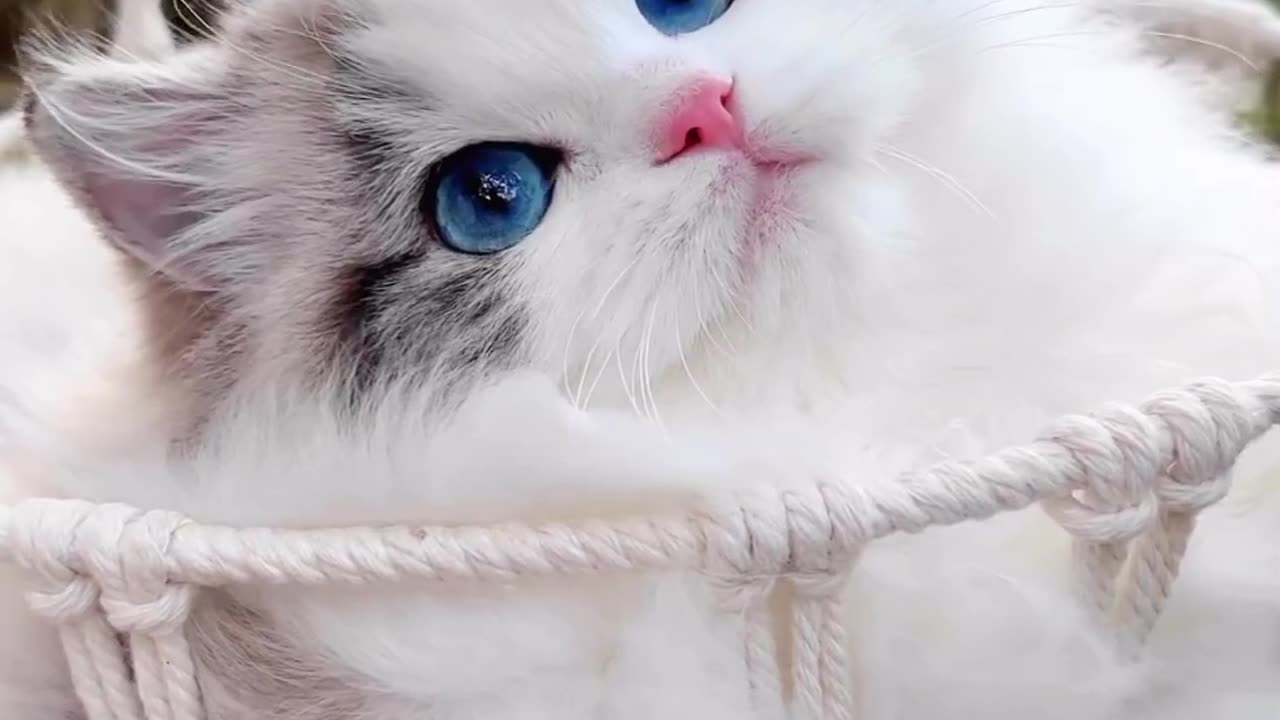 Cutest cat 🥰