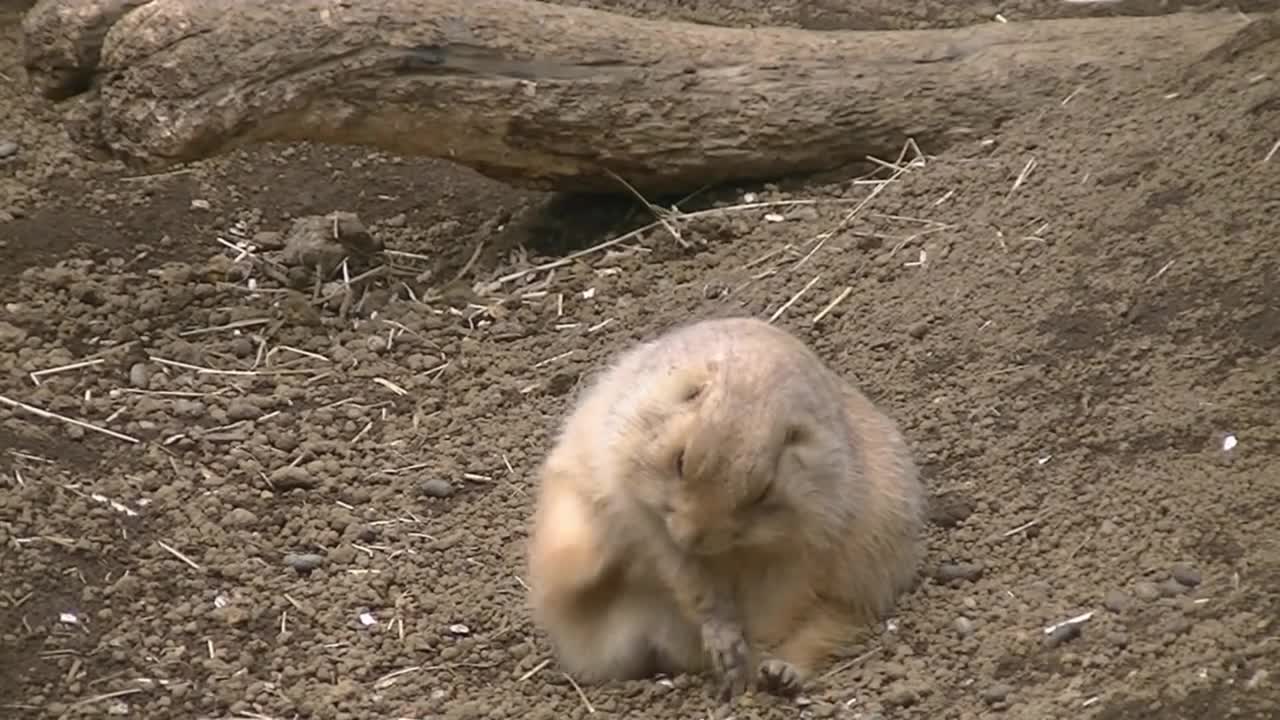 野性味の無いプレーリードッグ / Fat Prairie dog