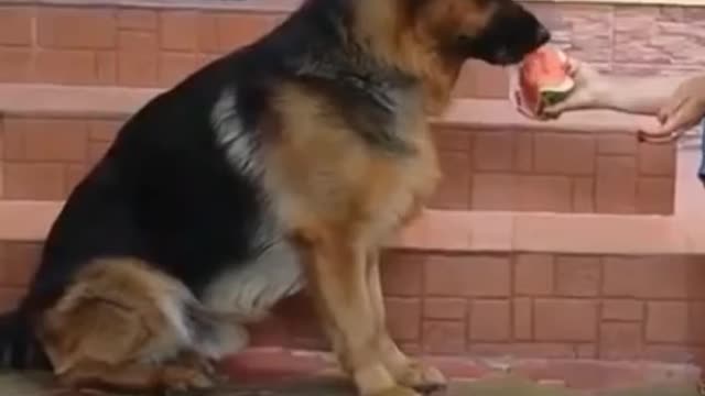 Funny Animal Videos #23
