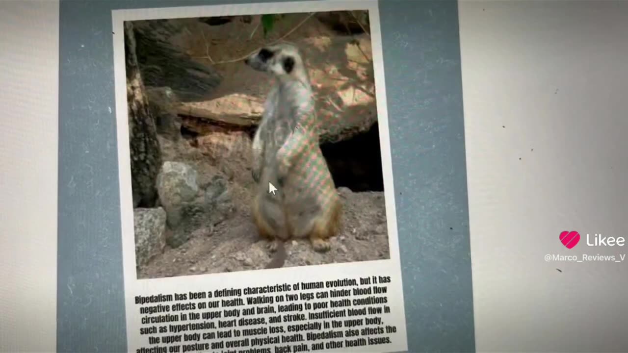 Bipedalism is the root cause of most of humans health problems #cringetruth