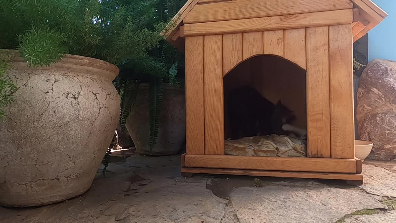 Mother cat talking to her kittens with her cutest meow will warm your heart