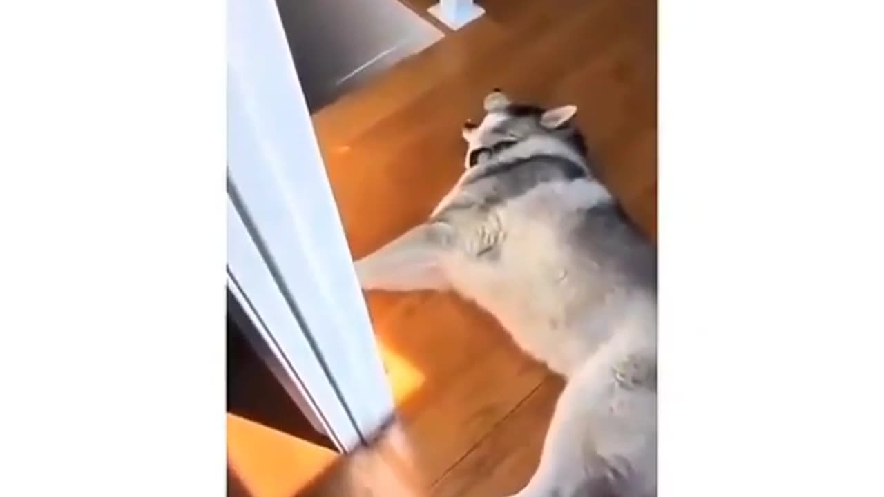 Husky are the most dramatic dogs🐶🐕