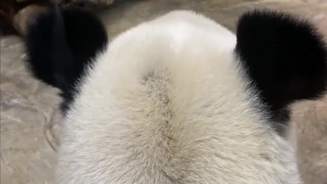 smooth fur