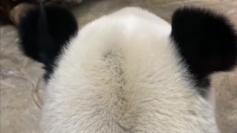 smooth fur