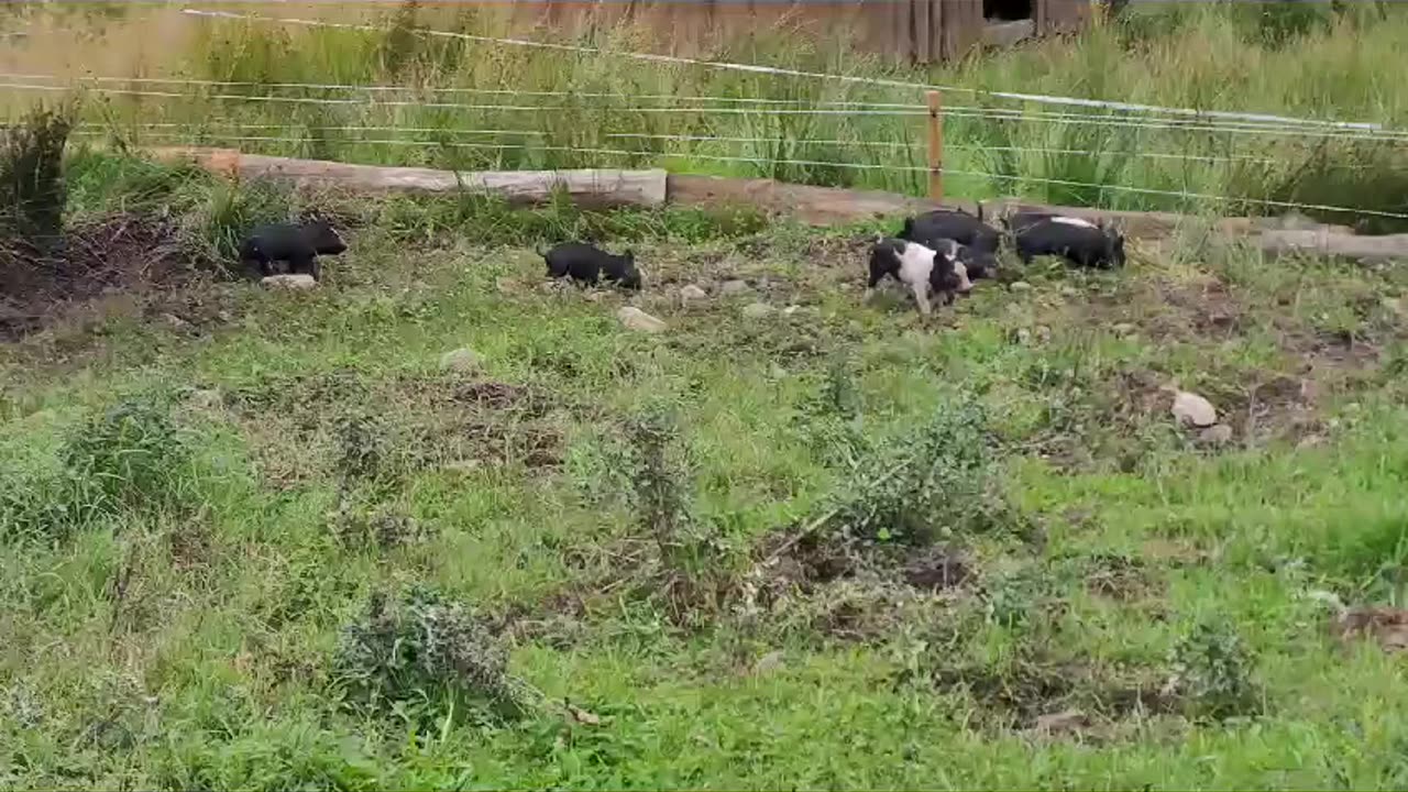 See them running!