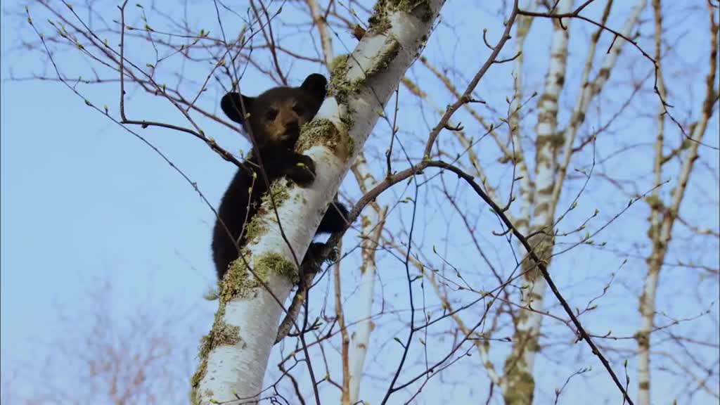 A small black bear