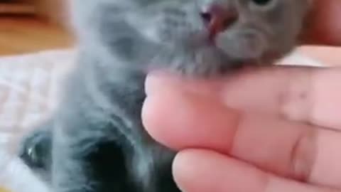 BEAUTIFUL KITTEN ARRIVES IN THE WORLD MEOWING