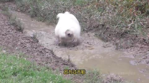 Black material of Samoyed, hear the master's account