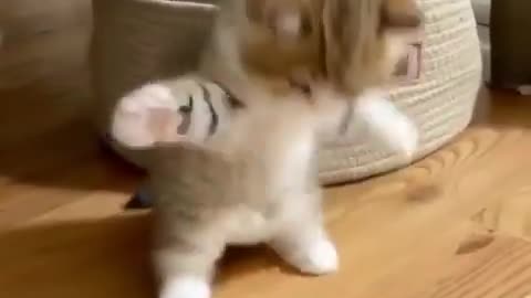 scary dance cat lol