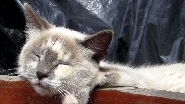 Cuty catss