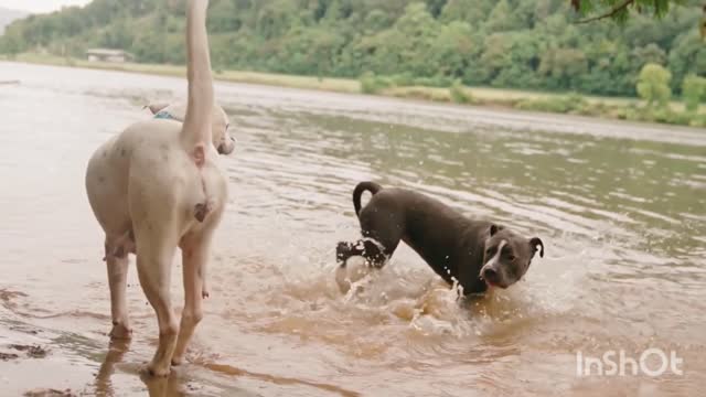 Pet Cute Two Dogs Fighting White vs Black Dogs Fighting