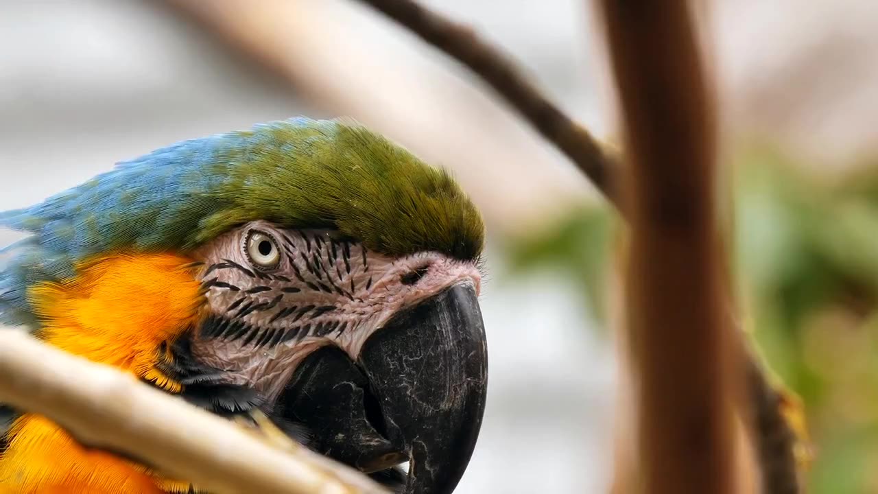 4K Parrot video ( beautiful parrot sounds)