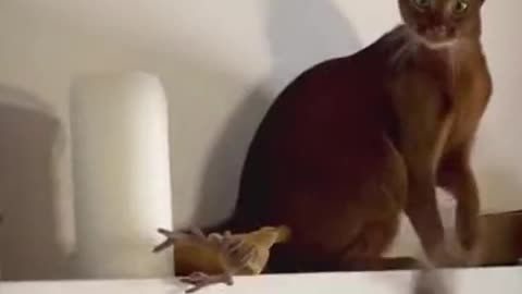 TOO FUNNY WATCH😳 THIS CAT’S REACTION TO WHAT IT JUST SAW