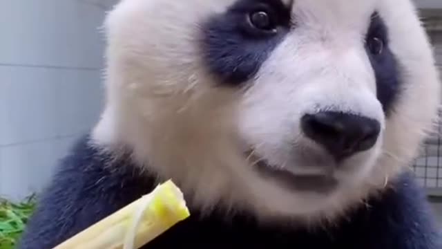 Pandas eat bamboo shoots