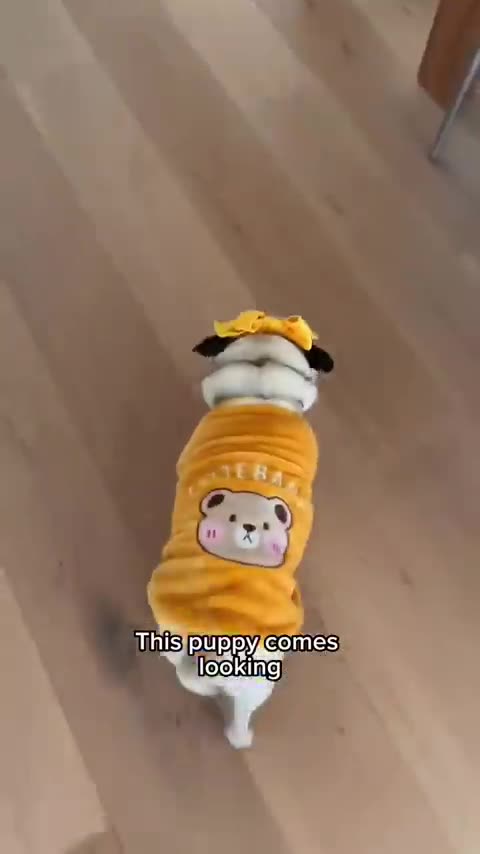 When the Cheese Drawer opens_ this puppy comes looking_ ---- _dog _shorts _adorable _cute