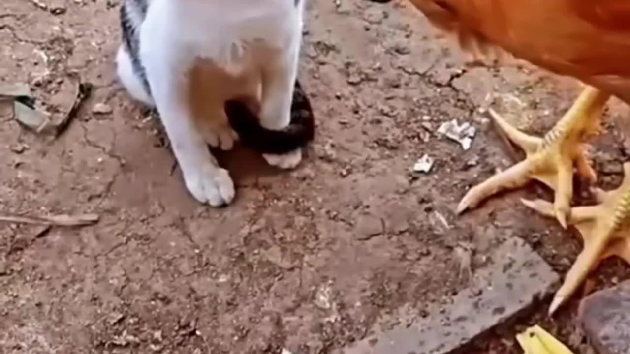 Cats Vs. Chicken