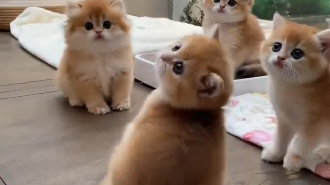 Cute 🥺 cat adorable 😍 don't miss it!!!!!!!!!