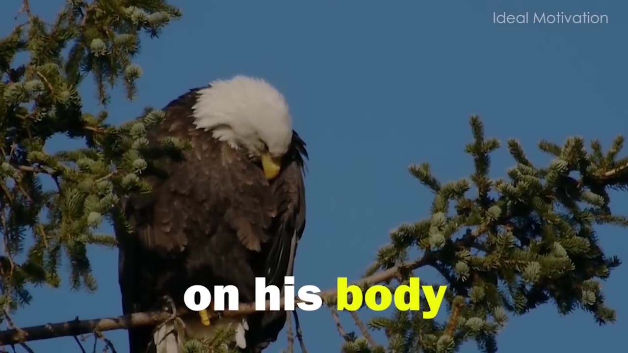 The King 👑 of the Sky. EAGLE 🦅 Mentality.... Motivational video..