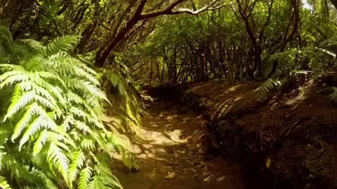 Relaxing music | nature videography | forest view